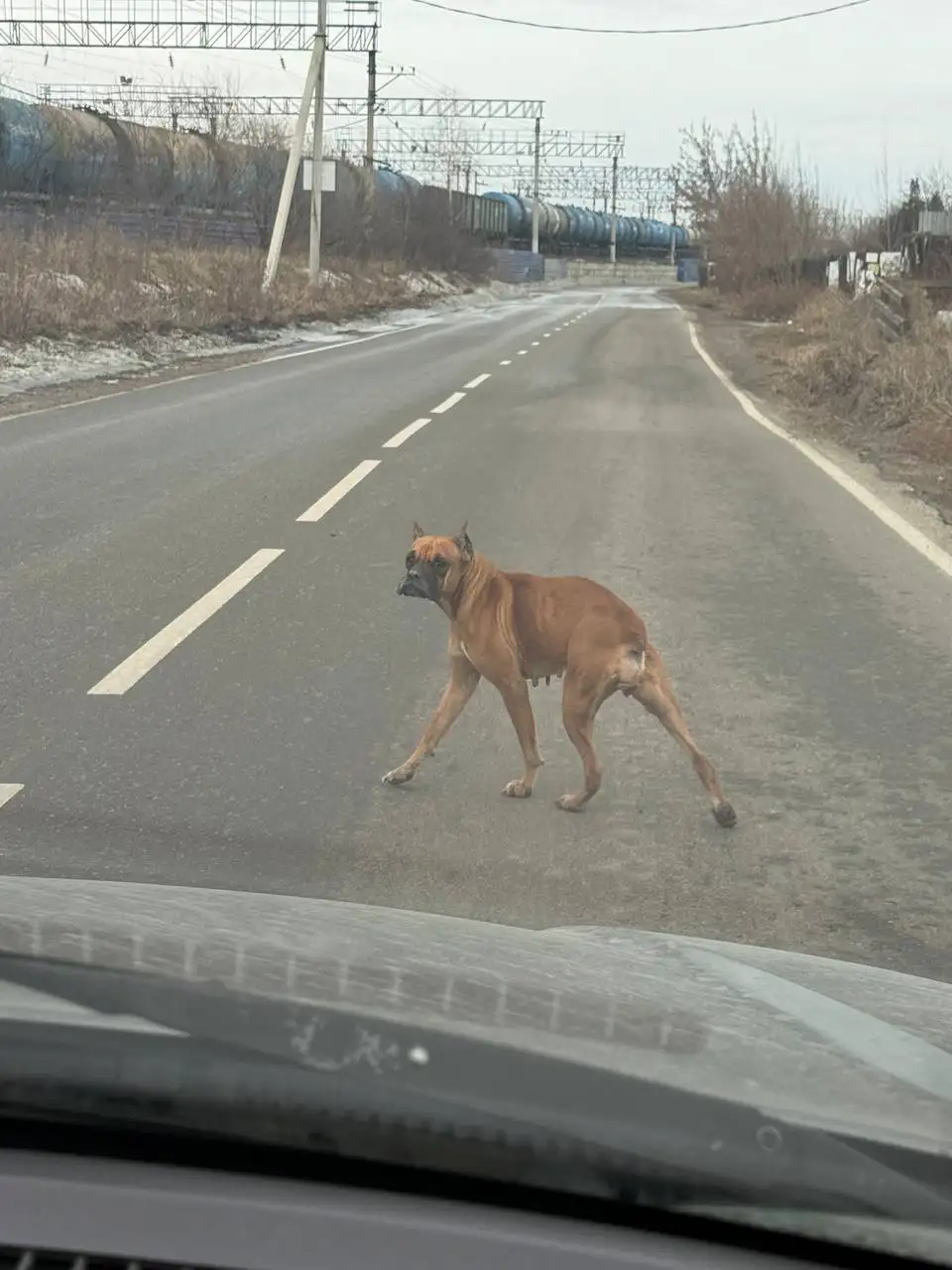 Потеряшка в Ангарске - Животные в Ангарск