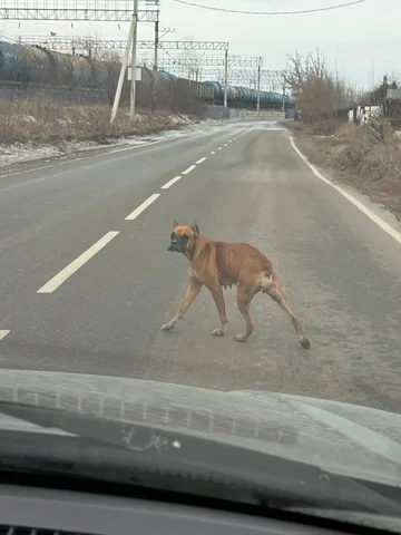 Потеряшка в Ангарске - Поиск животных в Ангарск