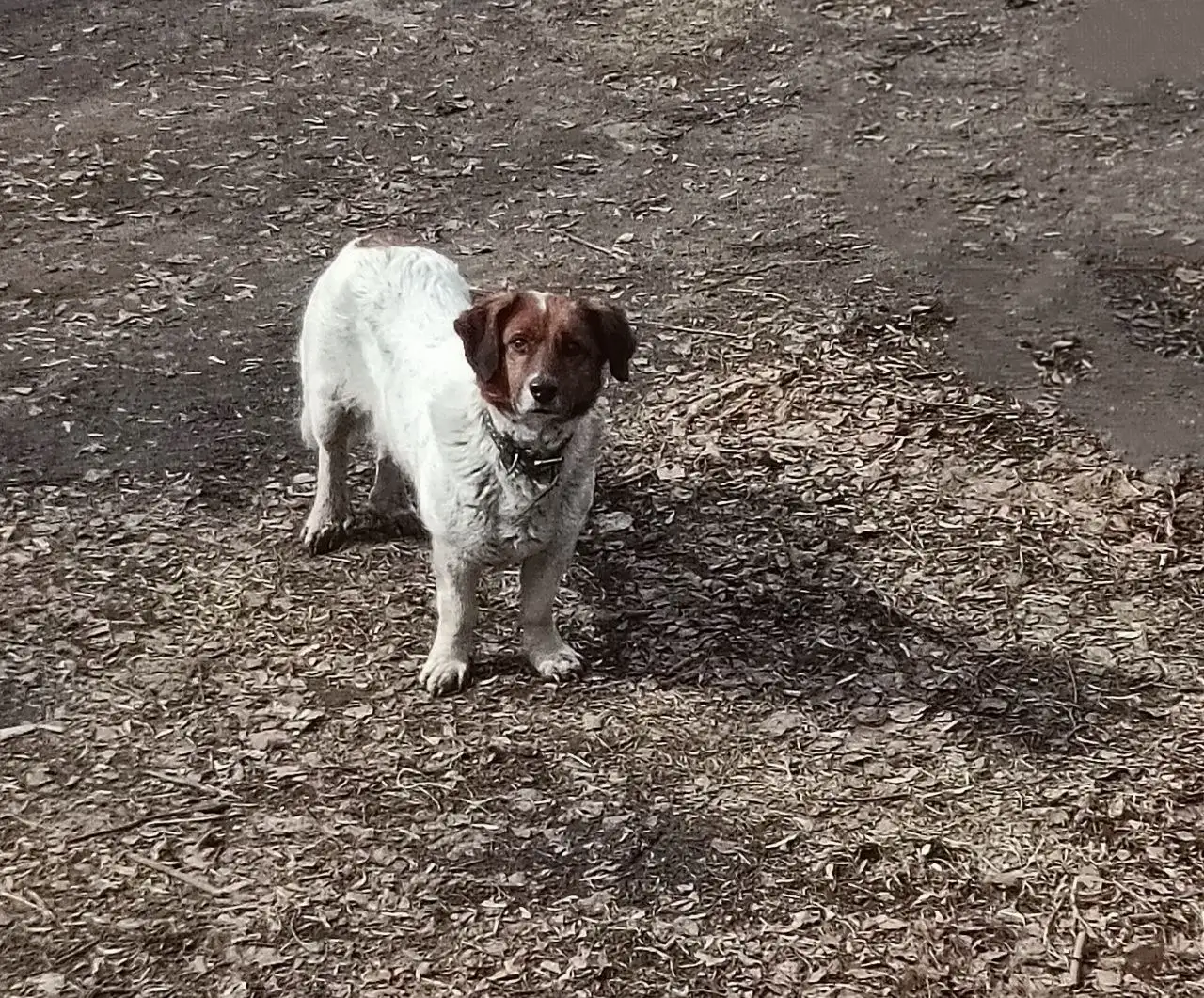 Найден потерянный пес с ошейником в Иркутске - Потерянные животные (Животные) в Иркутск