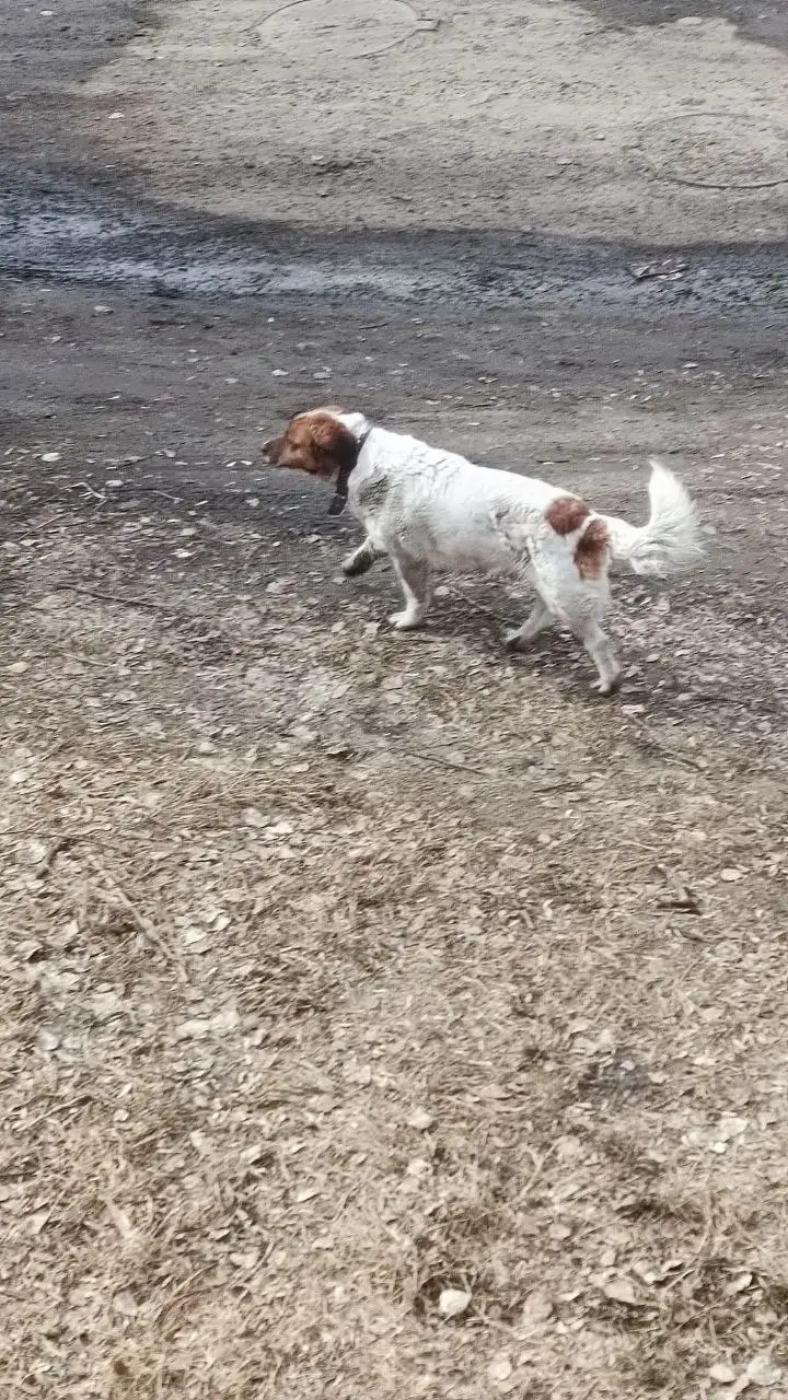 Найден потерянный пес с ошейником в Иркутске - Потерянные животные (Животные) в Иркутск