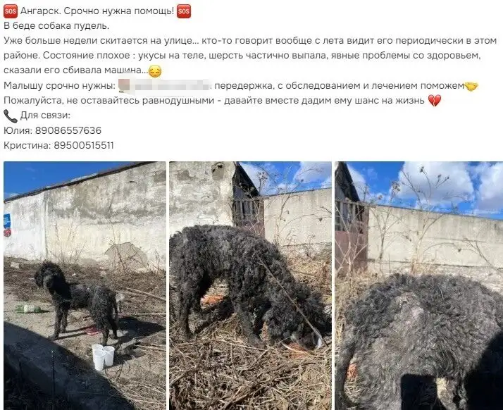 Поиск потерявшегося животного в Ангарске - Поиск животных (Животные) в Ангарск