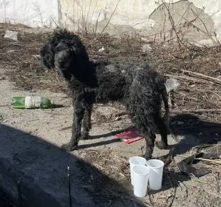 Поиск потерявшегося животного в Ангарске - Поиск животных (Животные) в Ангарск