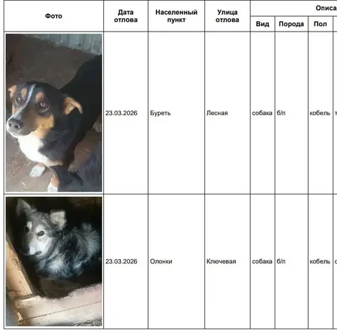 Собаки в приюте 5 звёзд в Усолье - частное объявление в Усолье