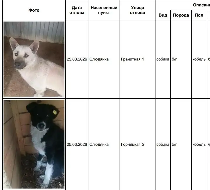 Отловленные собаки в приюте Слюдянка - Собаки (Животные) в Слюдянка