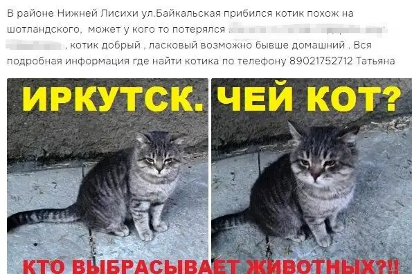 Потеряшка в Иркутске - Животные в Иркутск