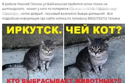 Потеряшка в Иркутске - Передержка/Потеряшки в Иркутск