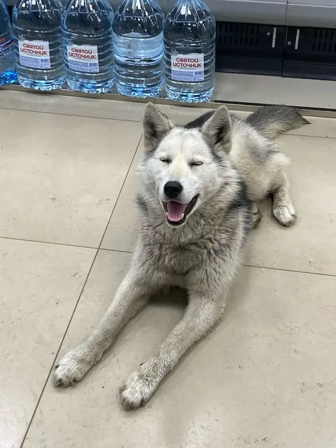 Найдена домашняя собака в Иркутске - Передержка/Потеряшки в Иркутск