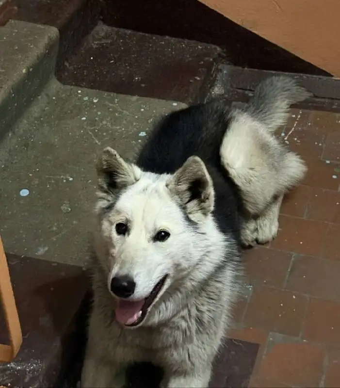 Найдена домашняя собака в Иркутске - Собаки (Животные) в Иркутск