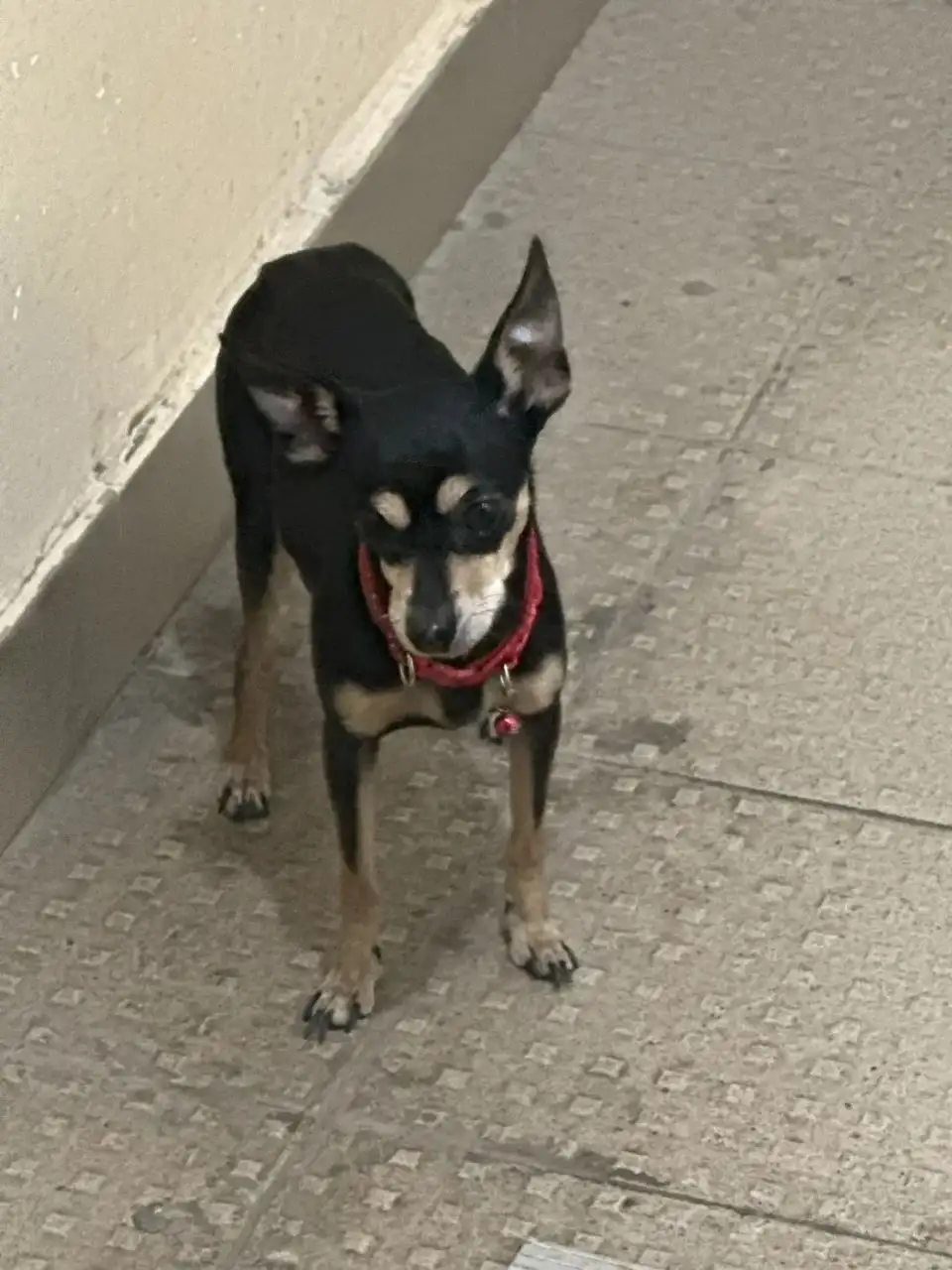 Найден пес девочка в районе Новоленино - Собаки (Животные) в Иркутск