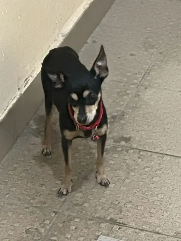 Найден пес девочка в районе Новоленино - Передержка/Потеряшки в Иркутск