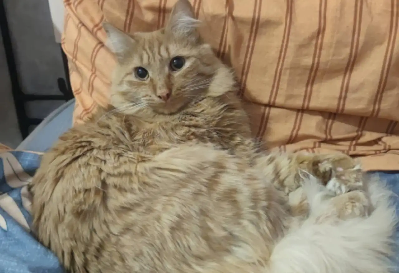 Потерялся котик Юта в районе Юбилейного 90 - Кошки (Животные) в Иркутск