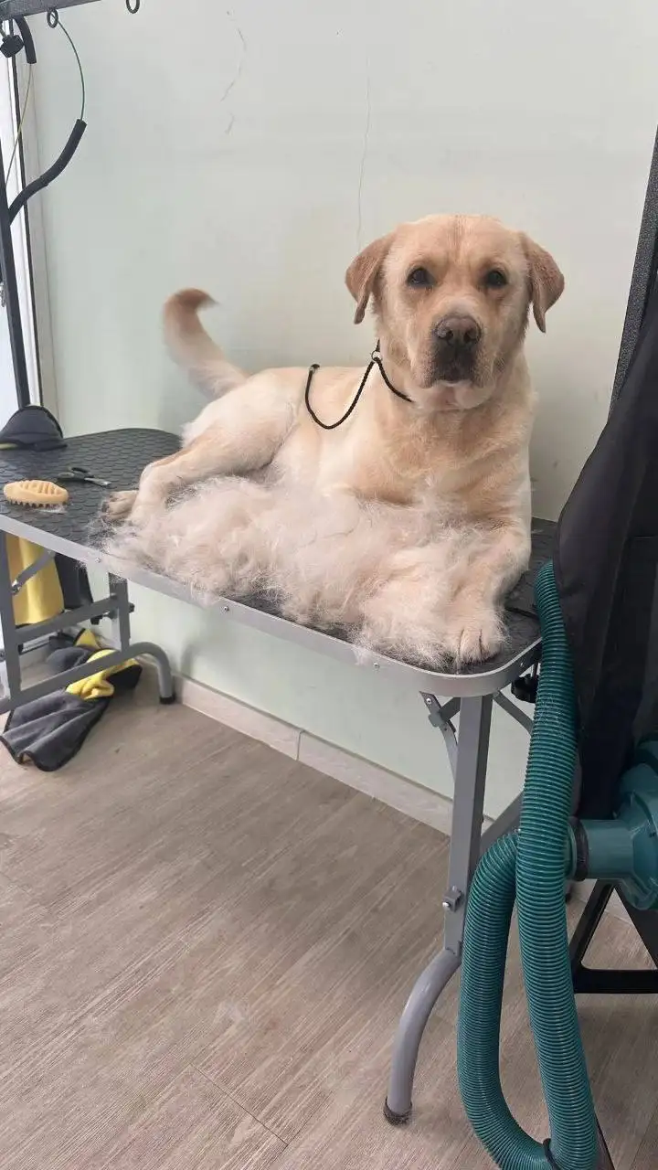 Потерялся лабрадор в Иркутске - Собаки (Животные) в Иркутск