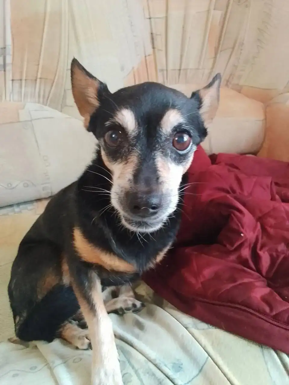 Потерялась собака Мэйси в Иркутске - Животные в Иркутск