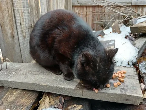 Найден кот в Шелеховском районе - Животные в Баклаши