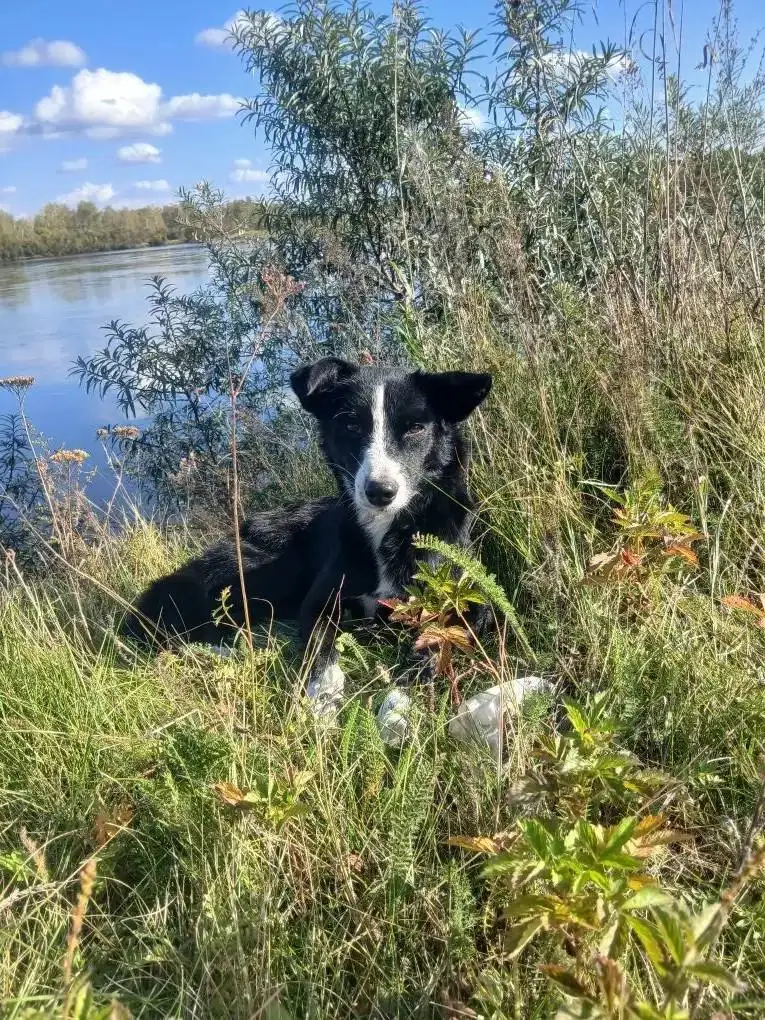 Потерялась собака по кличке Чип в Черемхово - Собаки (Животные) в Черемхово