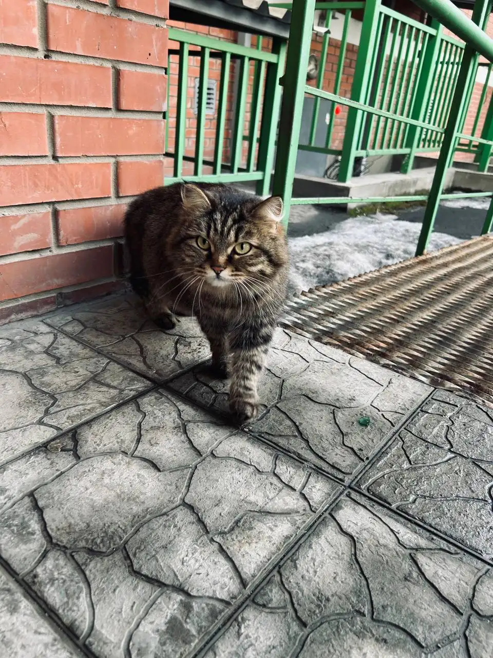 Потерянная беременная кошка возле улицы Романова - Кошки (Животные) в Иркутск