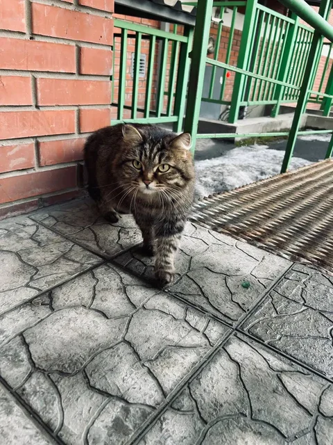 Потерянная беременная кошка возле улицы Романова - Животные в Иркутск