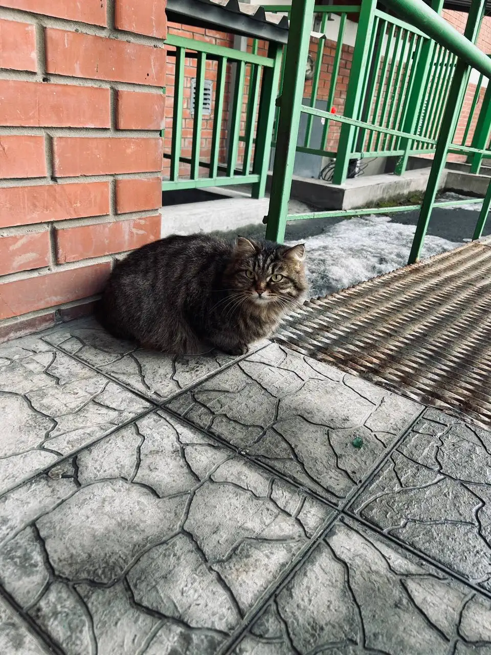 Потерянная беременная кошка возле улицы Романова - Кошки (Животные) в Иркутск