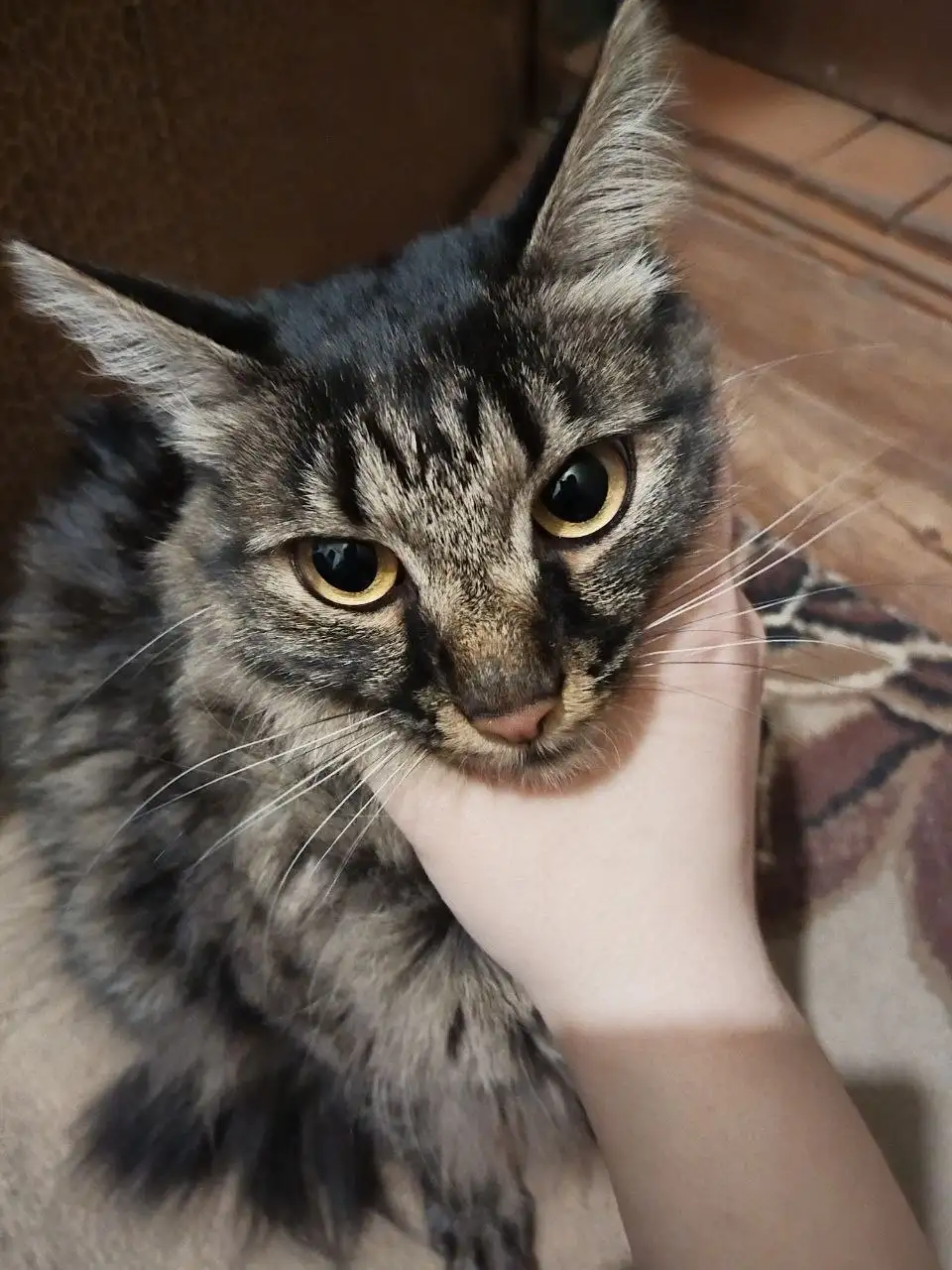 Найдена домашняя кошечка в подъезде - Кошки (Животные) в Иркутск