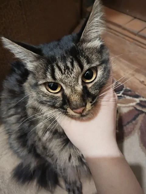 Найдена домашняя кошечка в подъезде - Животные в Иркутск