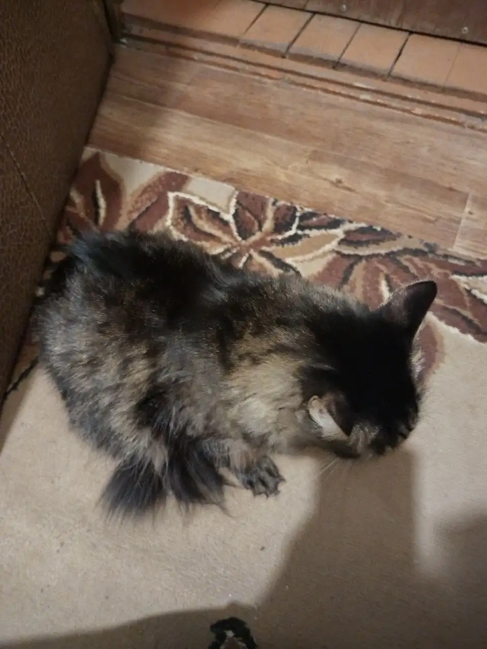 Найдена домашняя кошечка в подъезде - Кошки (Животные) в Иркутск