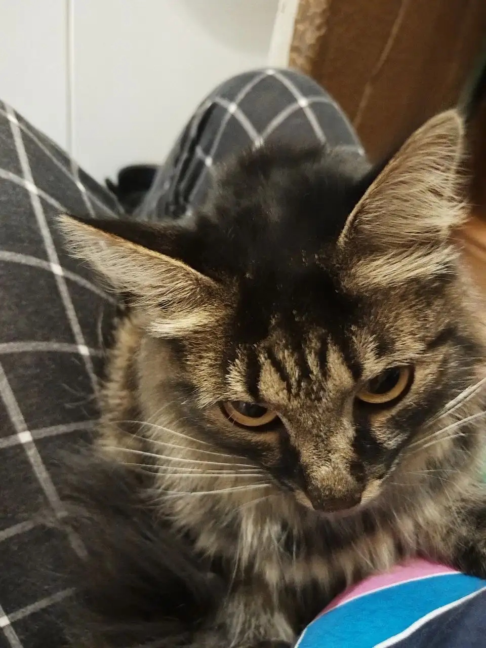 Найдена домашняя кошечка в подъезде - Кошки (Животные) в Иркутск