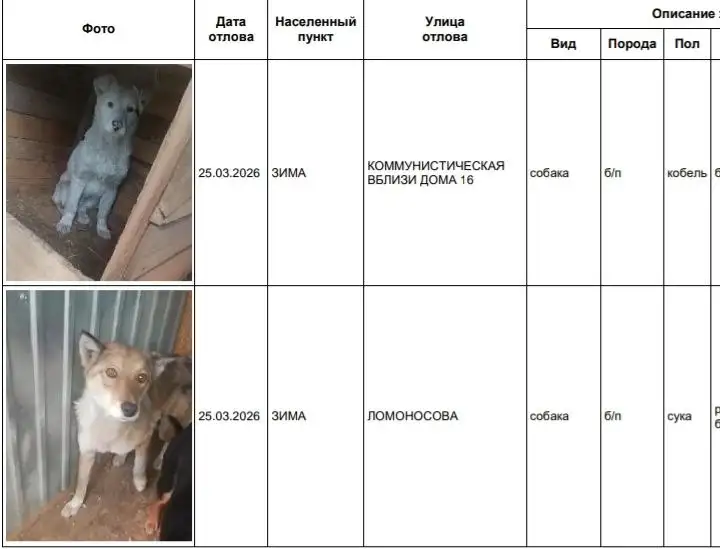 Собаки в приюте в Усолье требуют хозяев - Собаки (Животные) в Усолье