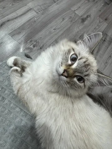 Потерялся кот Микки в районе Грановщины - Животные в Иркутск