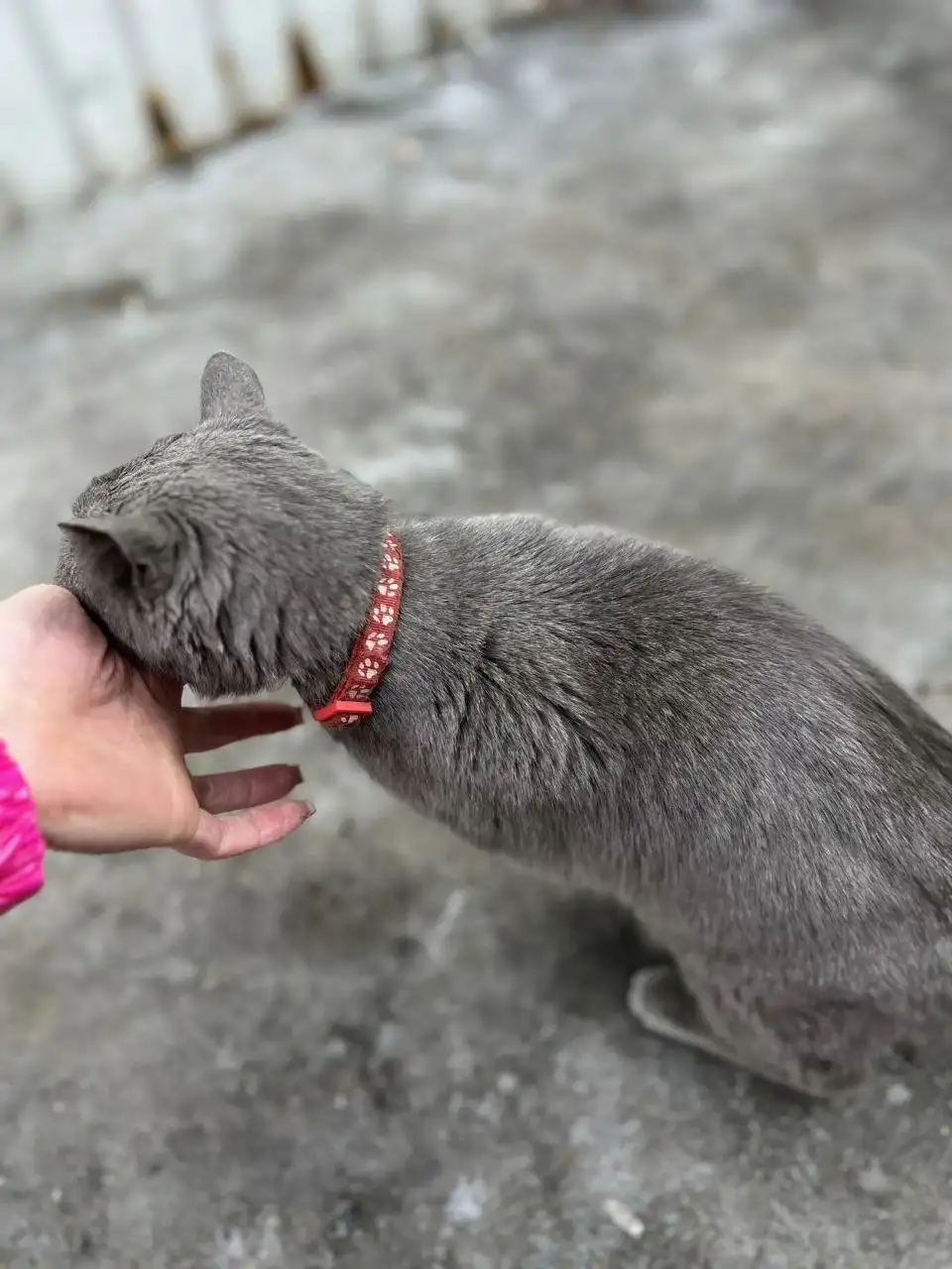 Найдена кошечка в Ангарске - Кошки (Животные) в Ангарск