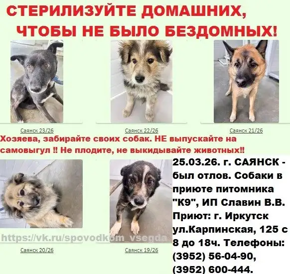 Отловленные собаки в приюте Иркутска - Животные в Иркутск