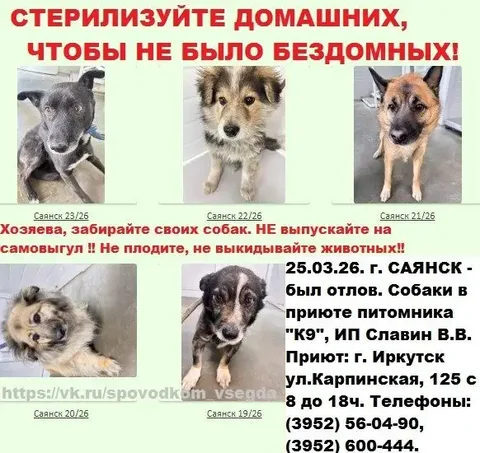 Отловленные собаки в приюте Иркутска - Животные в Иркутск