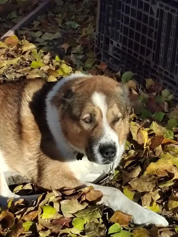 Потерялся Алабай в пос. Молодежный - частное объявление в Пос. Молодежный