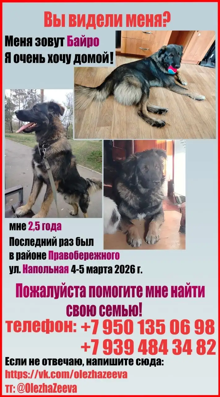 Потеряшка Иркутск Животные - Животные в Иркутск