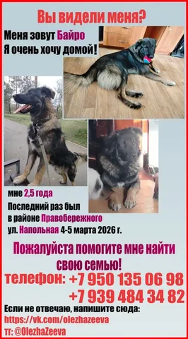 Потеряшка Иркутск Животные - Животные в Иркутск