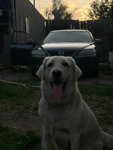 Пропала собака породы Лабрадор в Иркутске - частное объявление в Иркутск