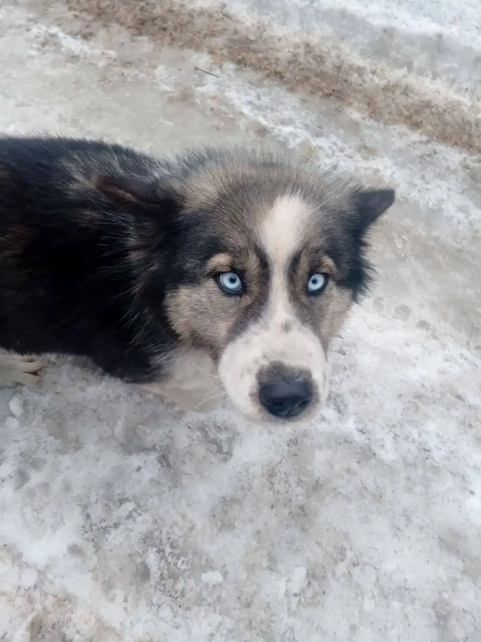 Найдена беременная собака смесь хаски с маламутом в Шелеховском районе - Собаки (Животные) в Иркутск