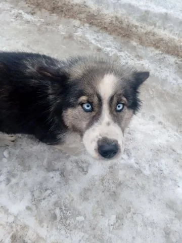 Найдена беременная собака смесь хаски с маламутом в Шелеховском районе - Собаки в Иркутск