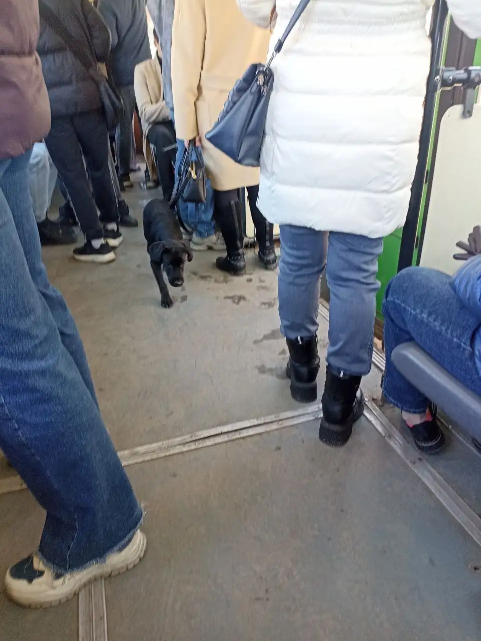 Потерянный щенок в троллейбусе Иркутска - Потерянные животные (Животные) в Иркутск