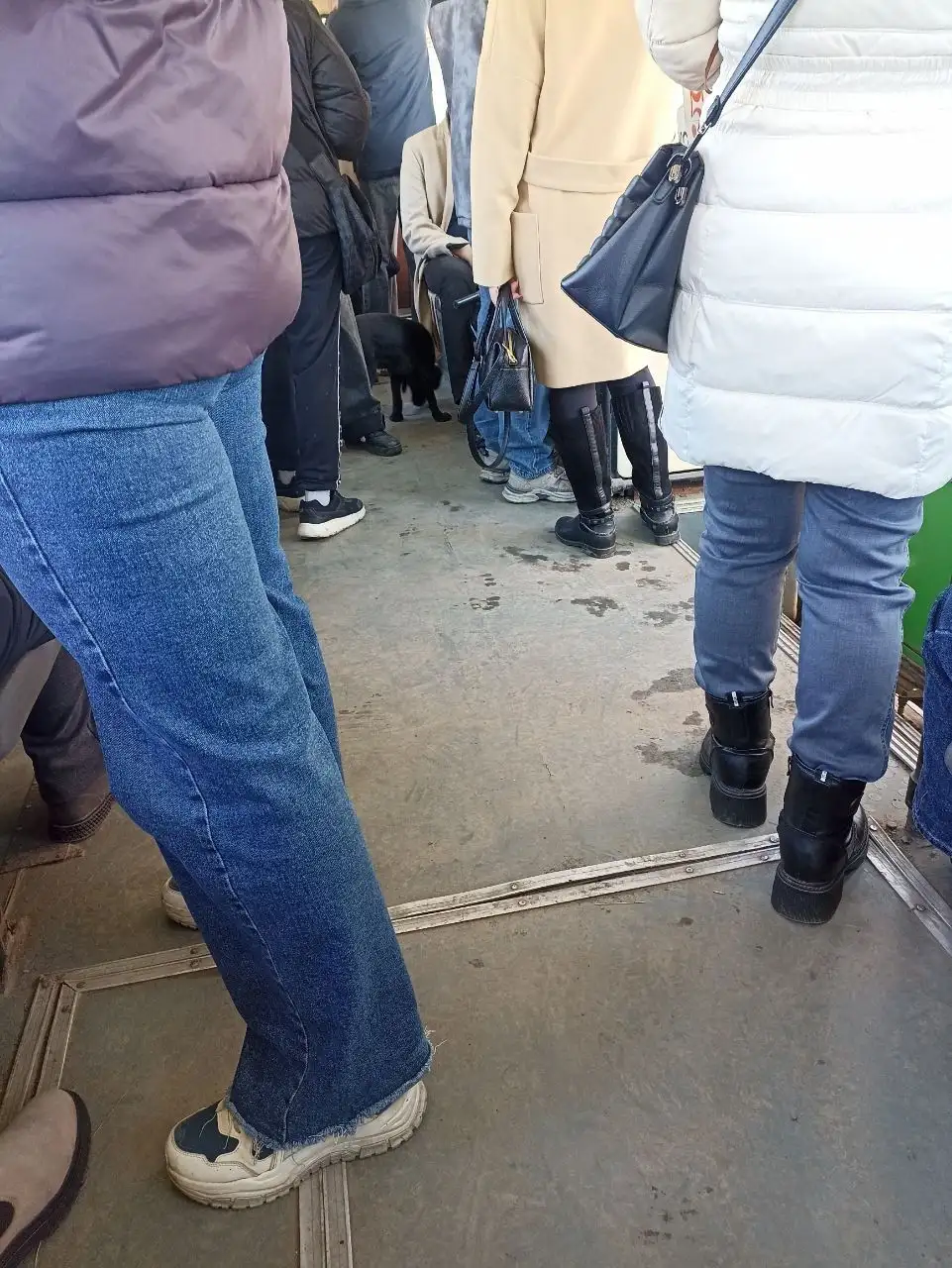 Потерянный щенок в троллейбусе Иркутска - Потерянные животные (Животные) в Иркутск