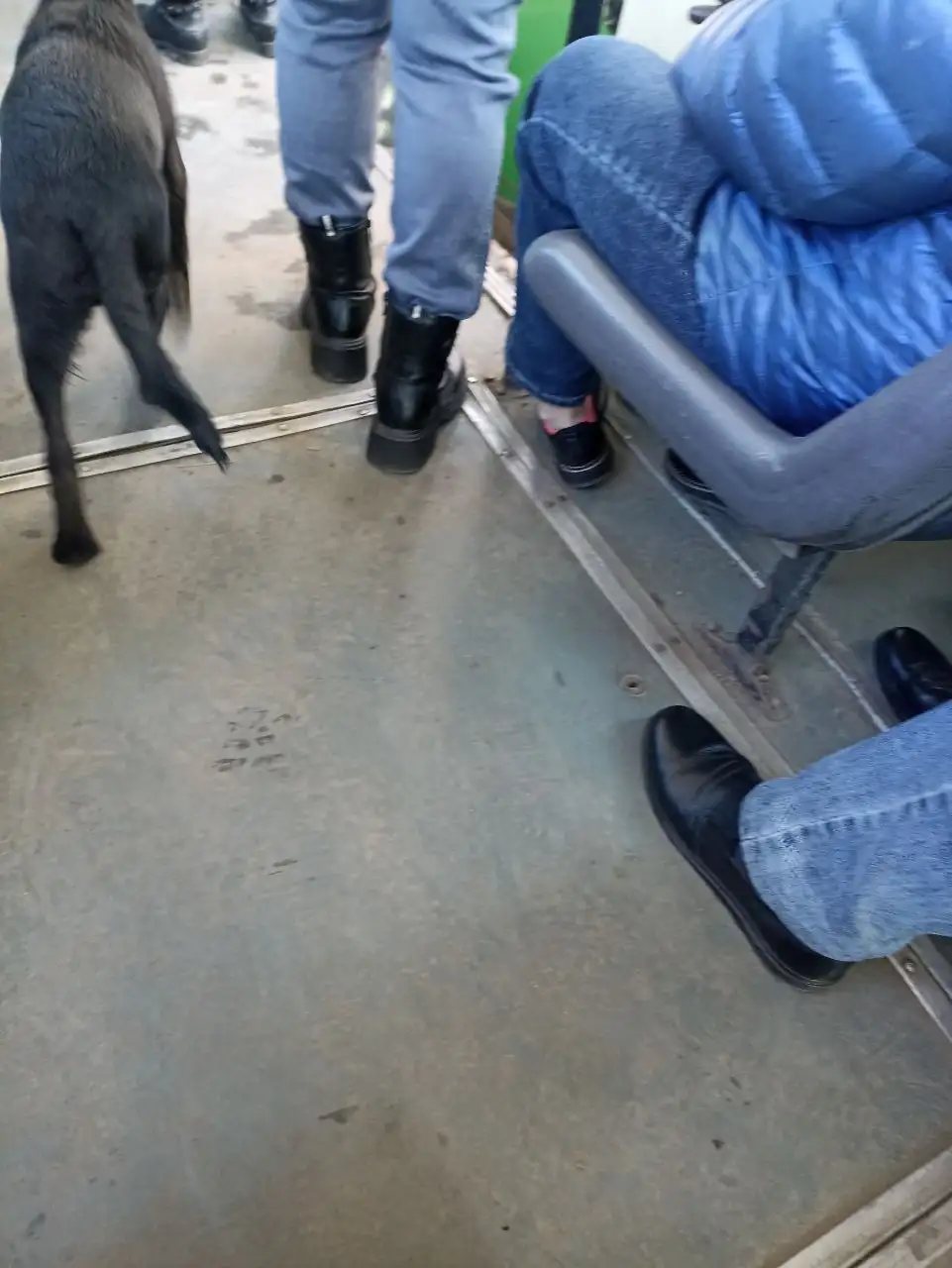 Потерянный щенок в троллейбусе Иркутска - Потерянные животные (Животные) в Иркутск