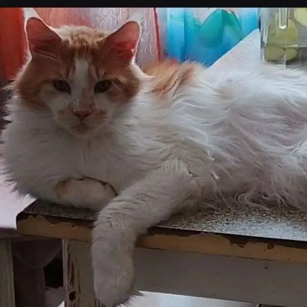 Потерялся кот породы мейн-кун в 18 м/районе АНГАРСКА - Потерянные животные (Животные) в Ангарск