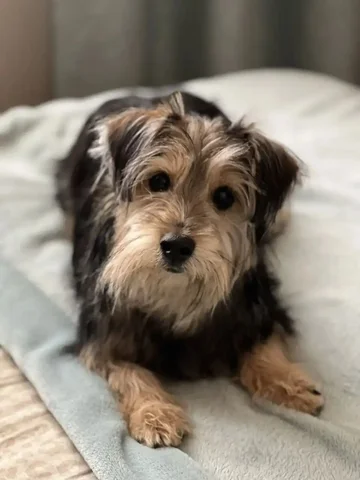 Найден домашний кот в селе Максимовщина - Животные в Иркутск