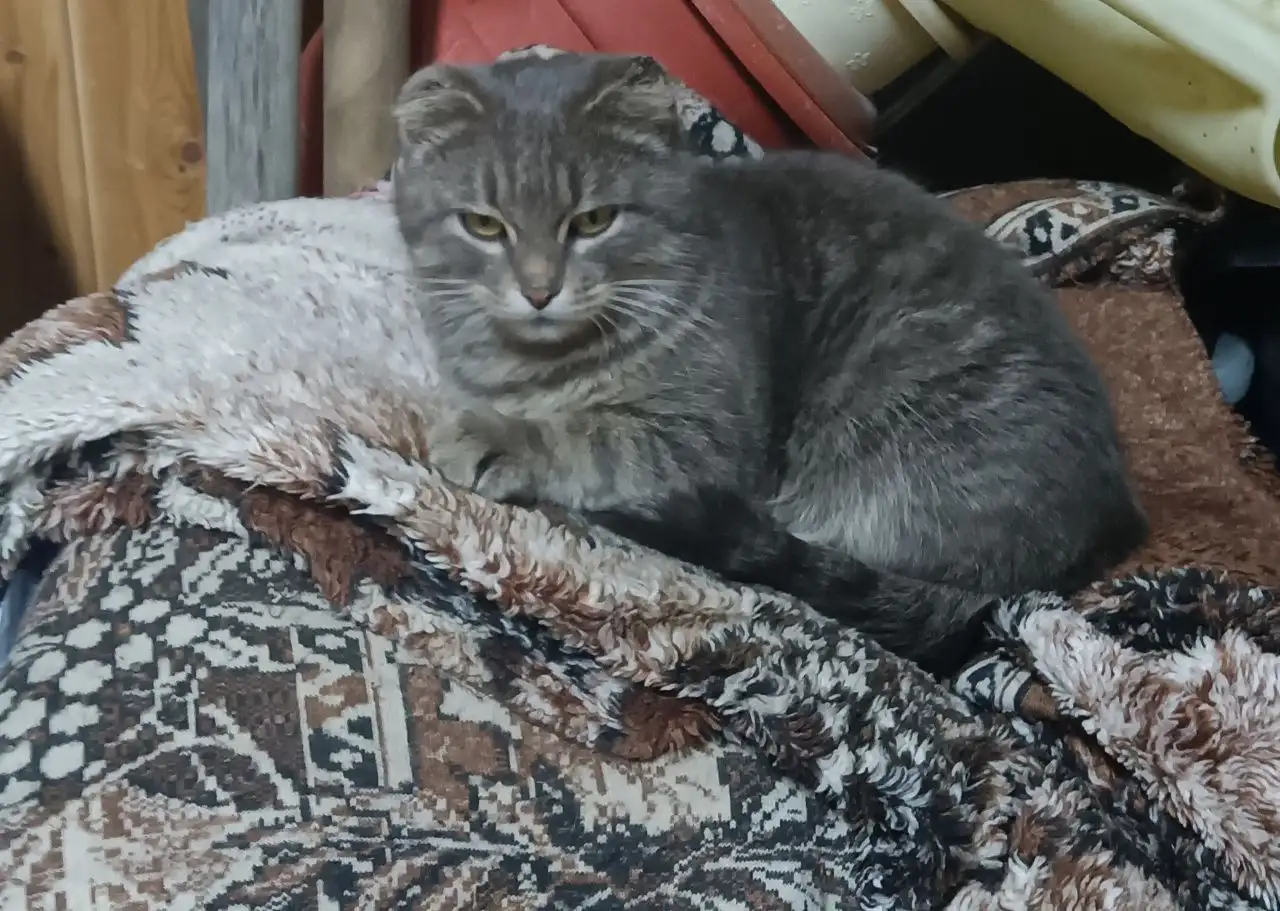 Найдена кошечка в Максимовщине - Животные в Максимовщина