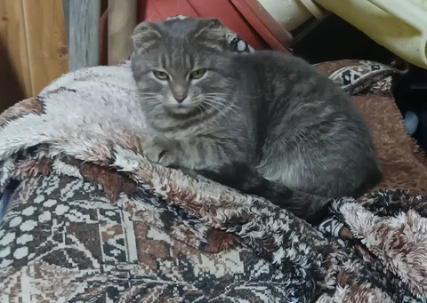 Найдена кошечка в Максимовщине - частное объявление в Максимовщина