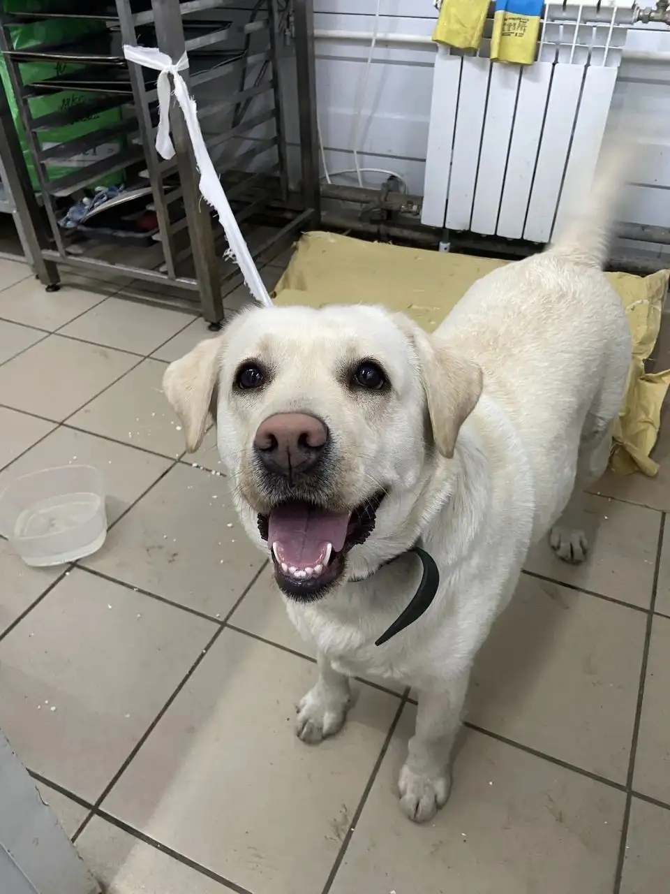 Потерялась собака лабрадор в Иркутске - Собаки (Животные) в Иркутск