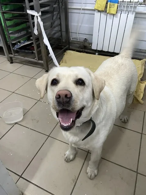 Потерялась собака лабрадор в Иркутске - Собаки в Иркутск