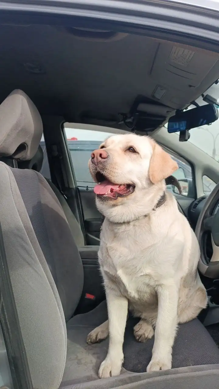 Потерялась собака лабрадор в Иркутске - Собаки (Животные) в Иркутск