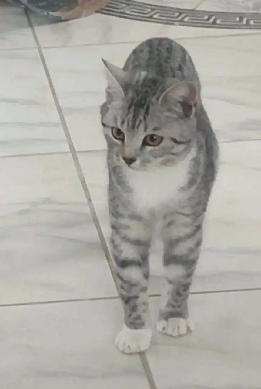 Потерялась кошечка в Урике - Животные в Иркутск