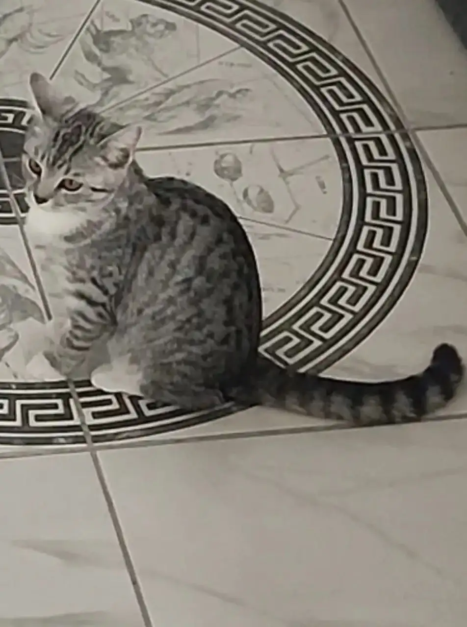 Потерялась кошечка в Урике - Животные в Иркутск