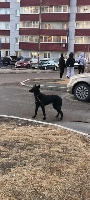 Потерянное животное в Иркутске - Животные в Иркутск